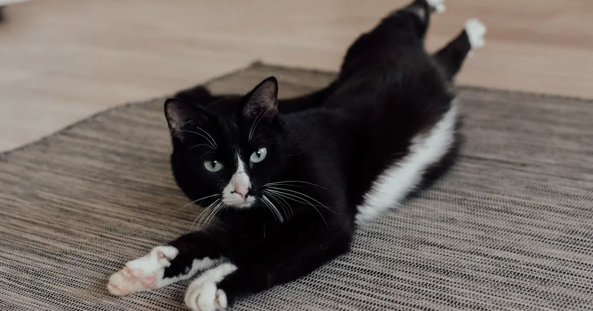 a cat flopping down on the floor