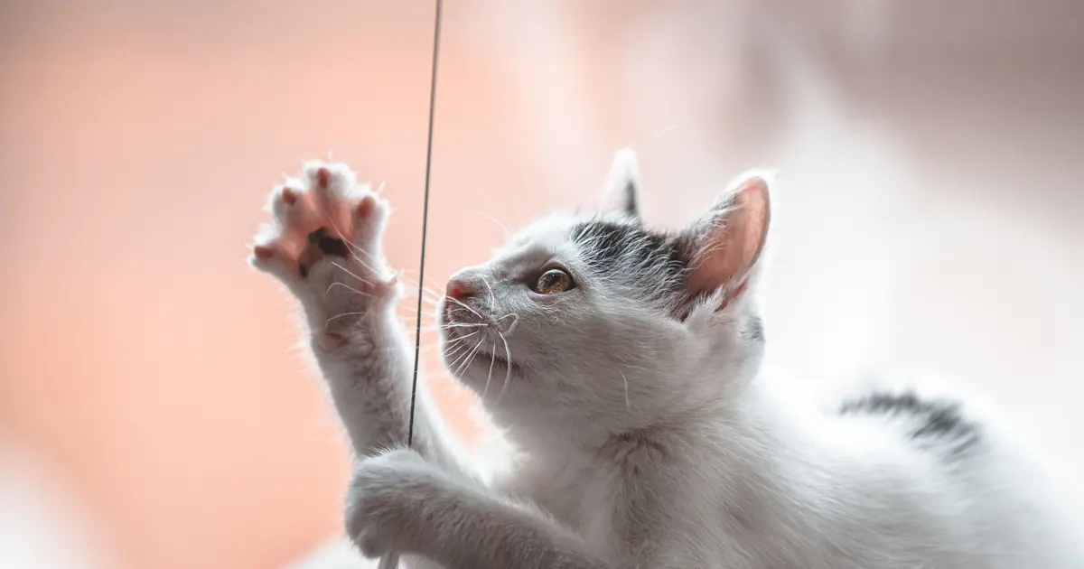 a cat playing with a cotton swab