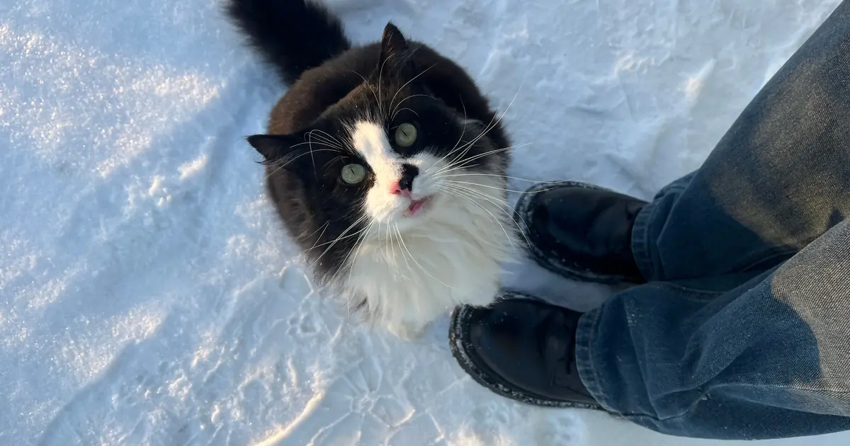 a cat looking up attentively at a person