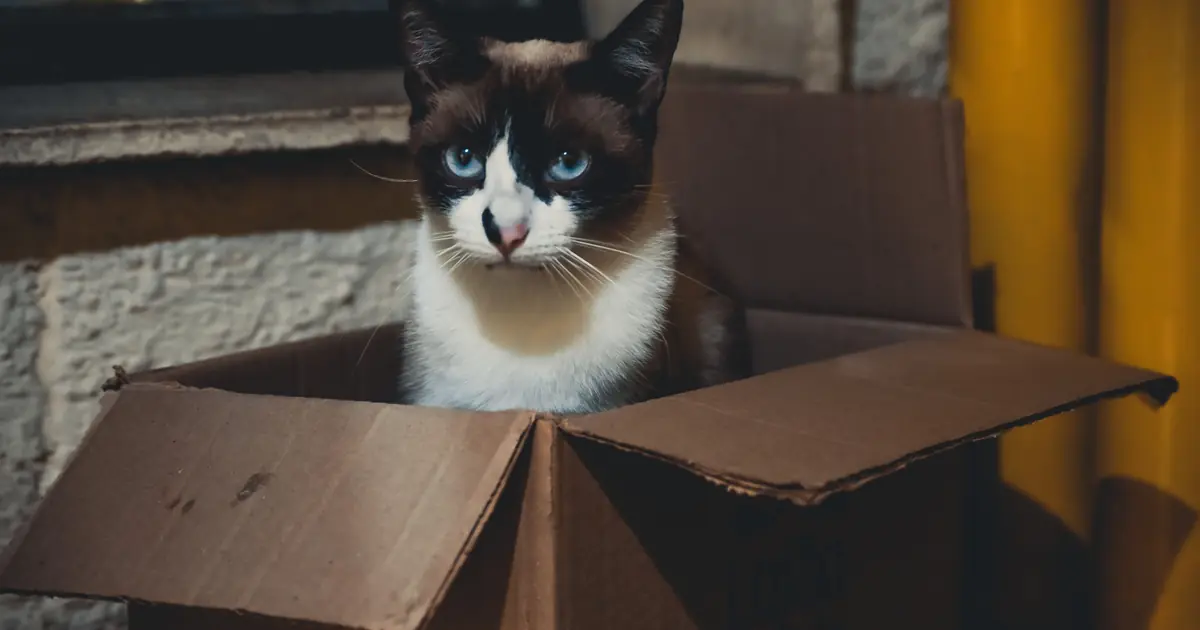a cat sitting inside a box