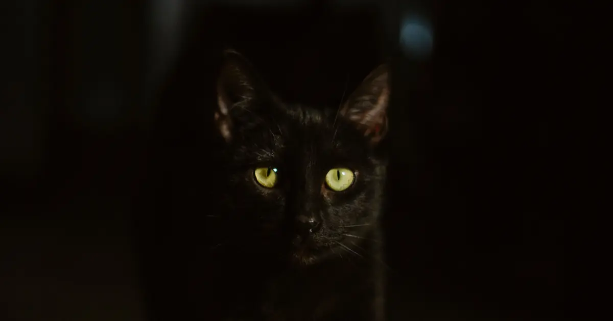 a black cat close up