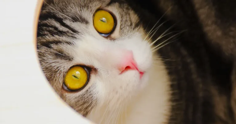 a cat looking up with big eyes