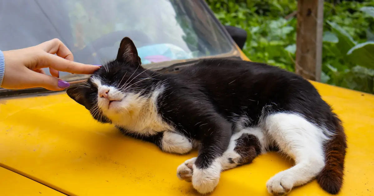 a person scratching a happy cat under the chin
