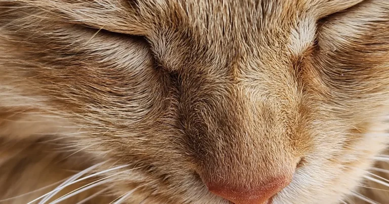 Close-up of a brown mackerel tabby cat coat pattern showing stripes