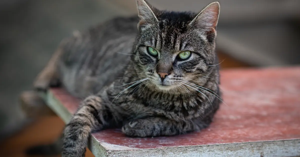 Tabby cat showing the M-shaped forehead marking and striped coat pattern