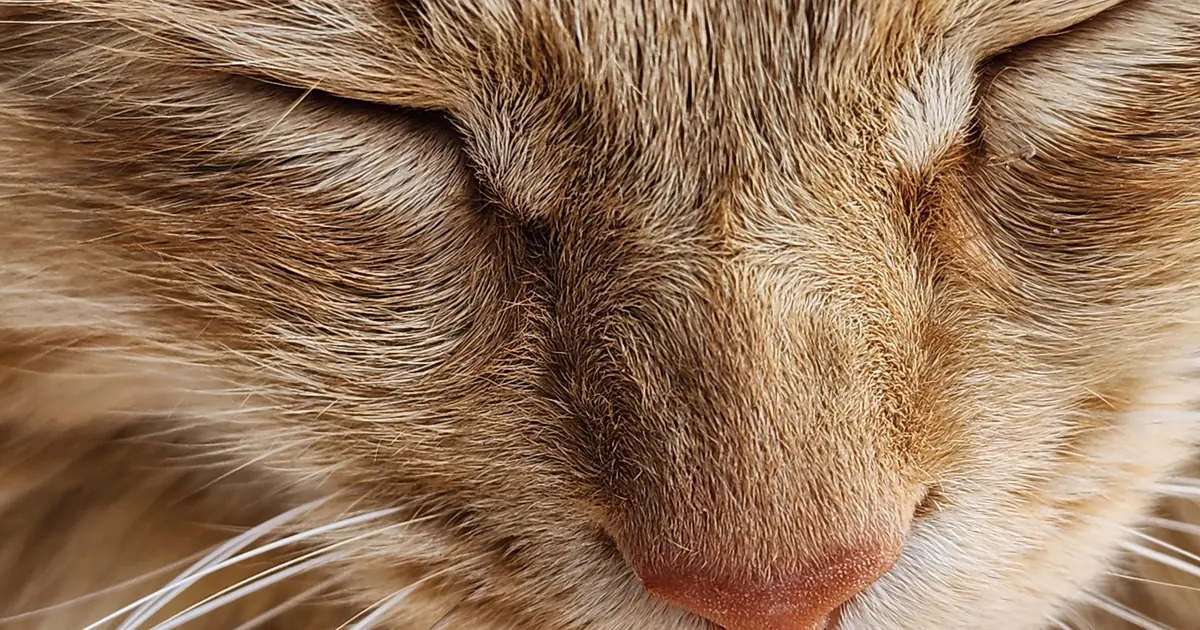 Close-up of a brown mackerel tabby cat coat pattern showing stripes