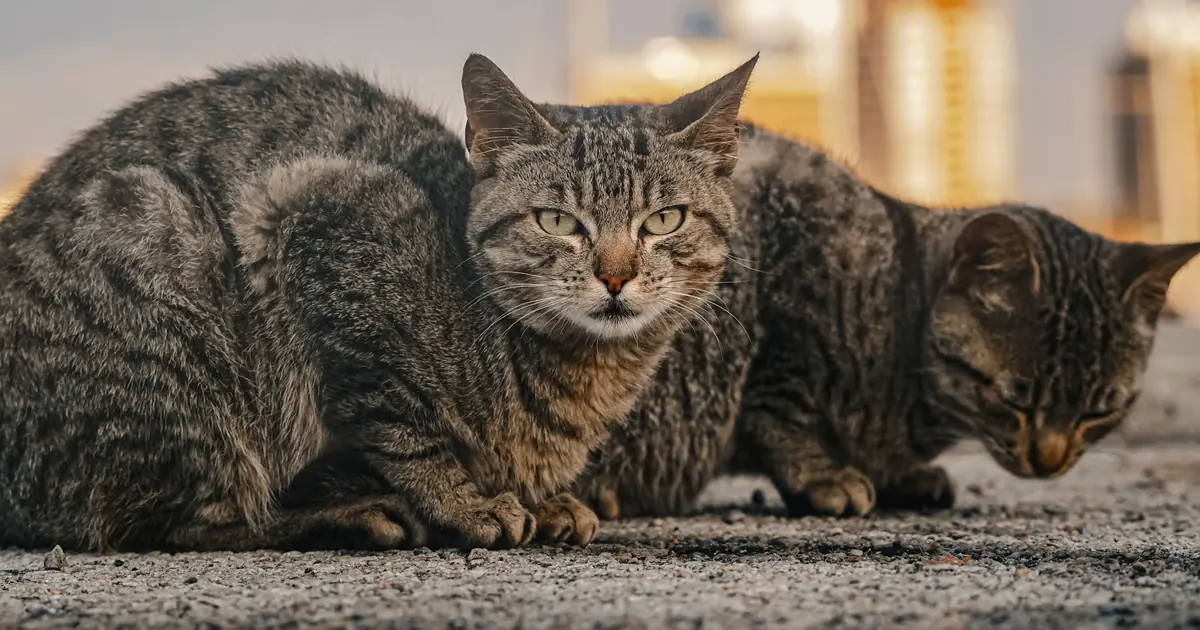 several stray cats resting together in a colony