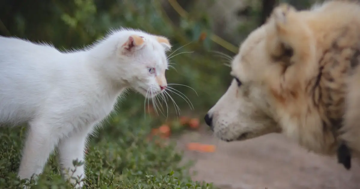 a cat and dog nose to nose
