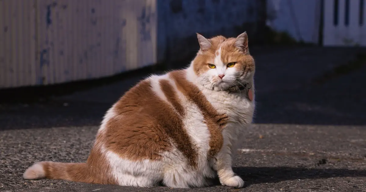 An overweight tabby cat with a rounded belly sitting on the floor