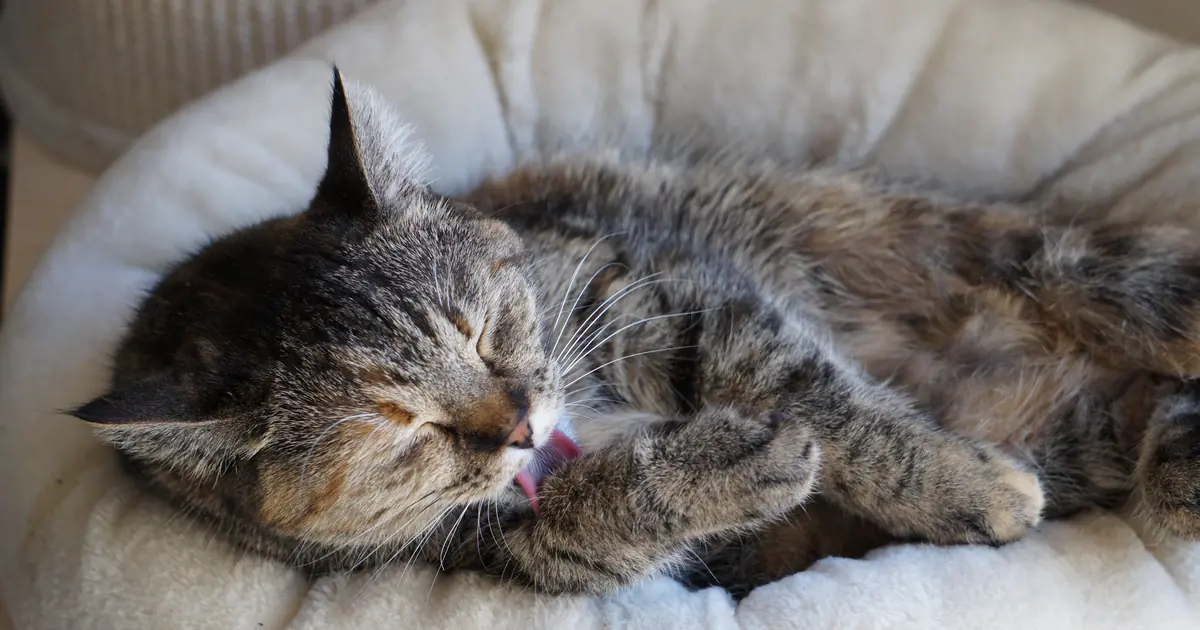 a cat sleeping in its own cozy cat bed