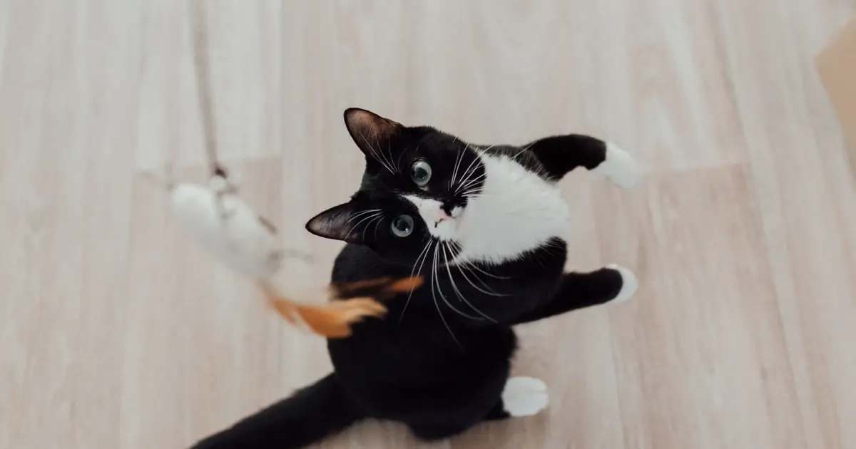 a cat jumping up high indoors