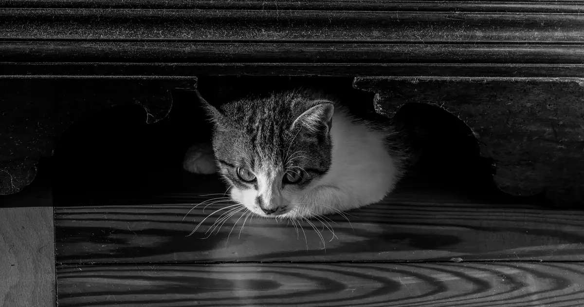 a cat peeking cautiously from behind furniture
