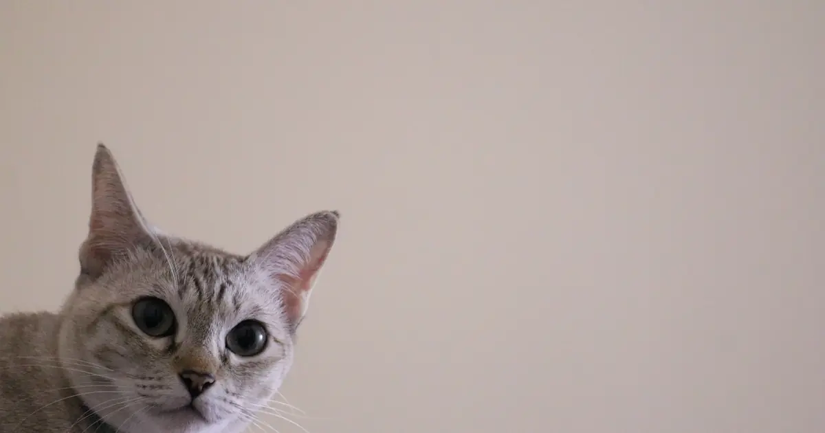 a cat looking at a blank wall