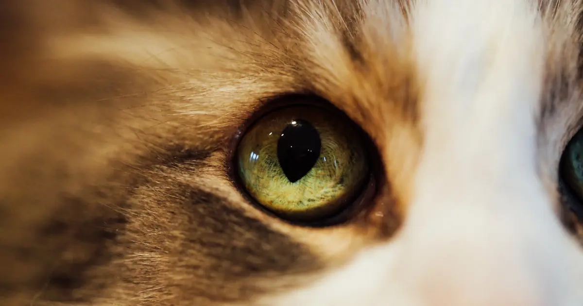 a close up of a cat with a watery eye