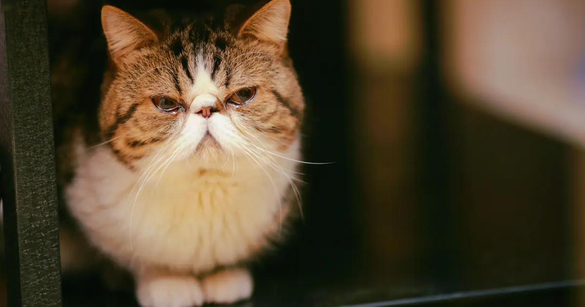 Flat-faced Exotic Shorthair cat showing the short brachycephalic muzzle and round face