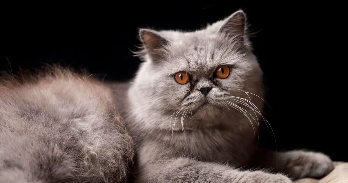 Close-up of a flat-faced Persian cat with a short nose and large round eyes
