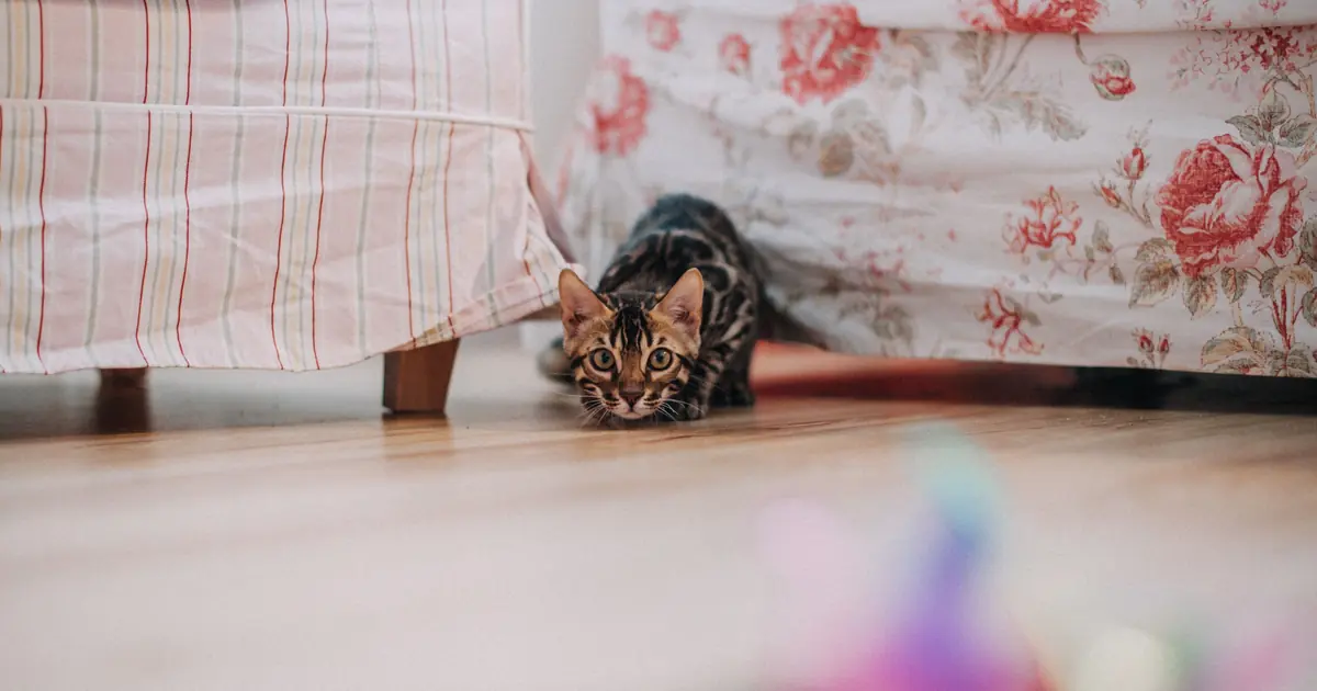 a kitten exploring a room