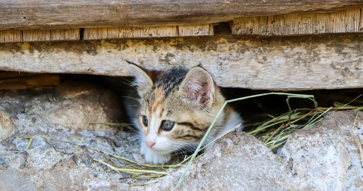 a kitten peeking out from a cozy hiding spot