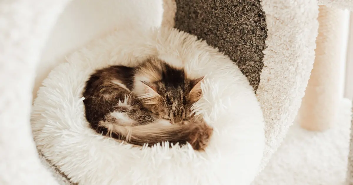 a kitten sleeping curled up in a cozy bed