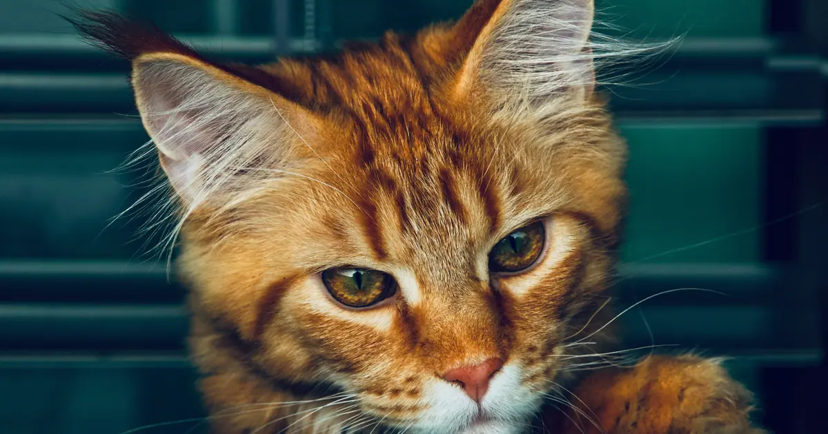 a close up of a Maine Coon cat tufted ears