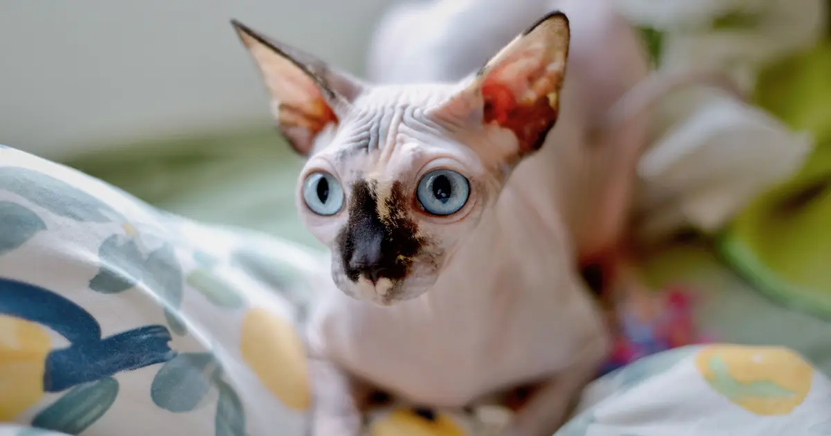 Close-up of a hairless Sphynx cat showing its fine peach-fuzz skin