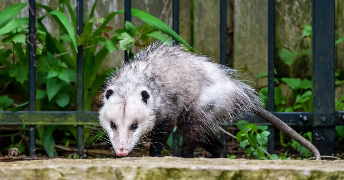 an opossum in a backyard