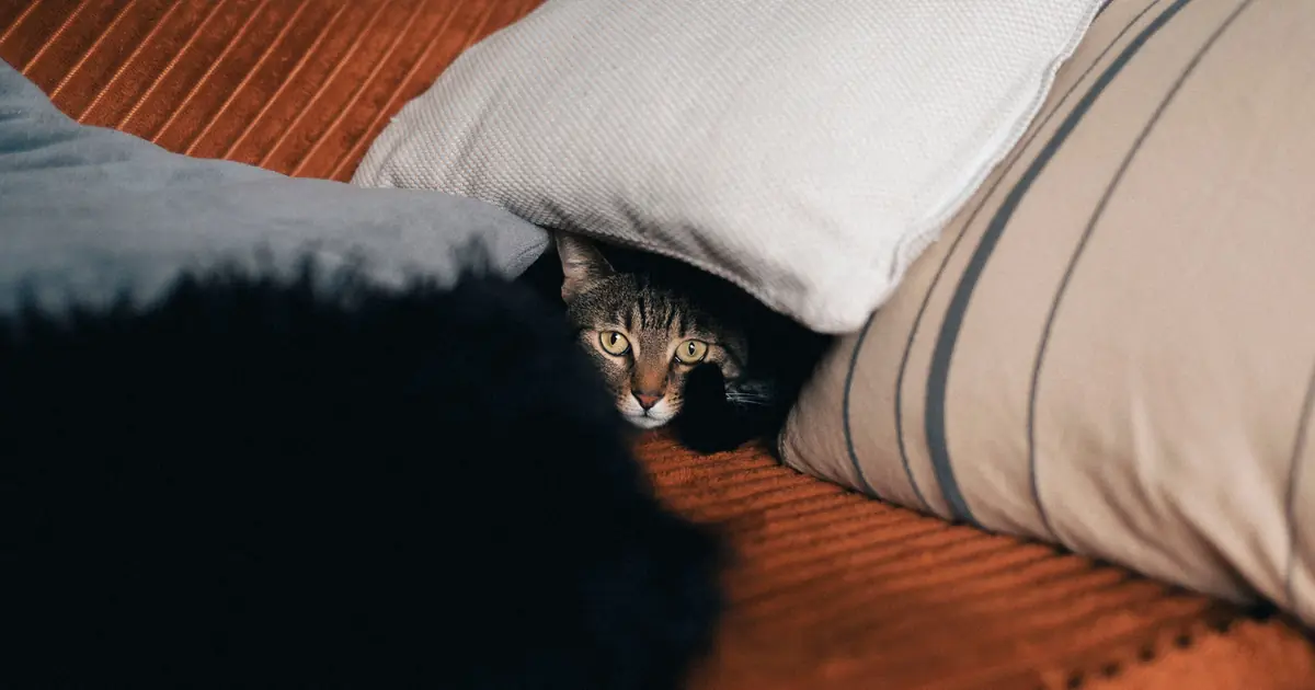 a shy cat hiding under furniture and peeking out