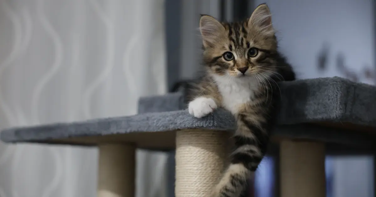 a cute tabby kitten with distinctive markings