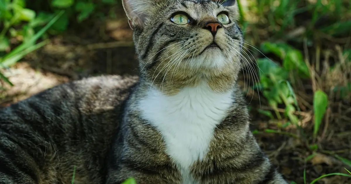 An outdoor cat sitting in tall grass where ticks are commonly picked up