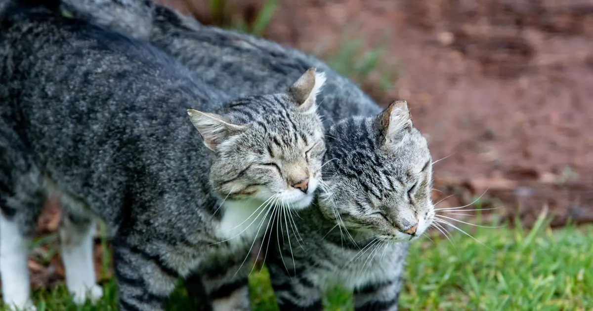 two cats together outdoors in a garden