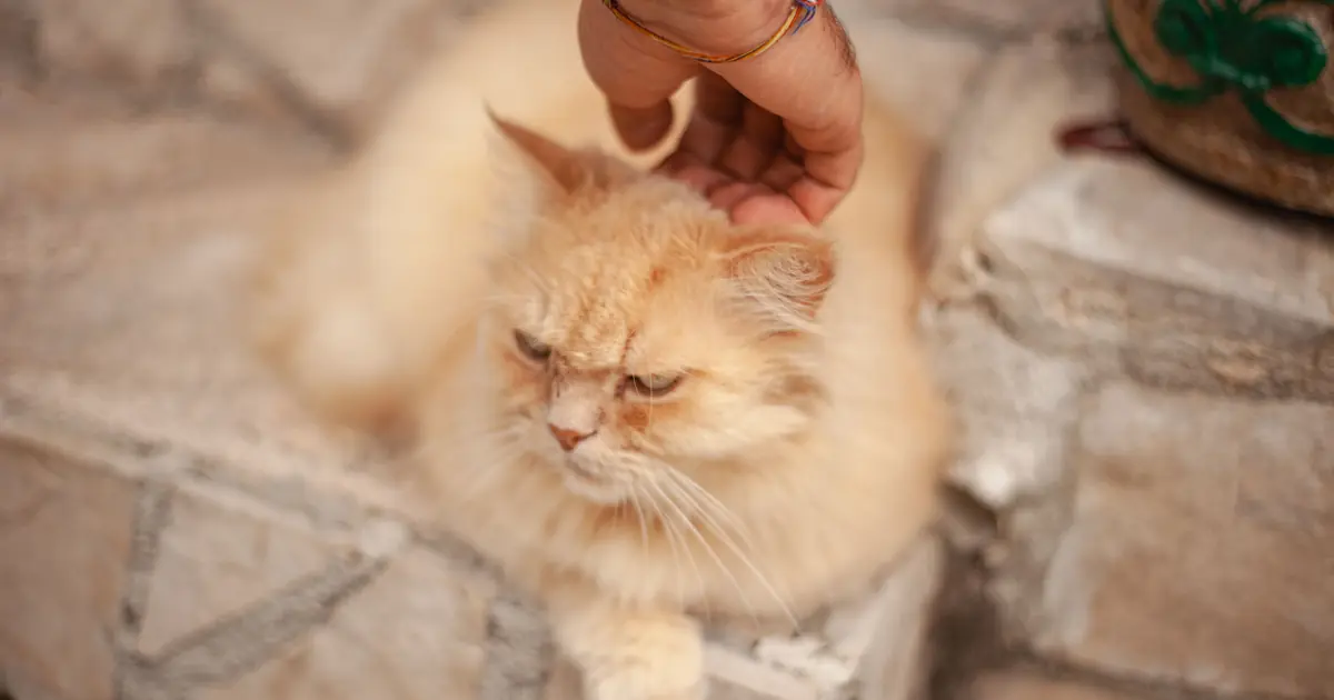 a person petting a cat on the head
