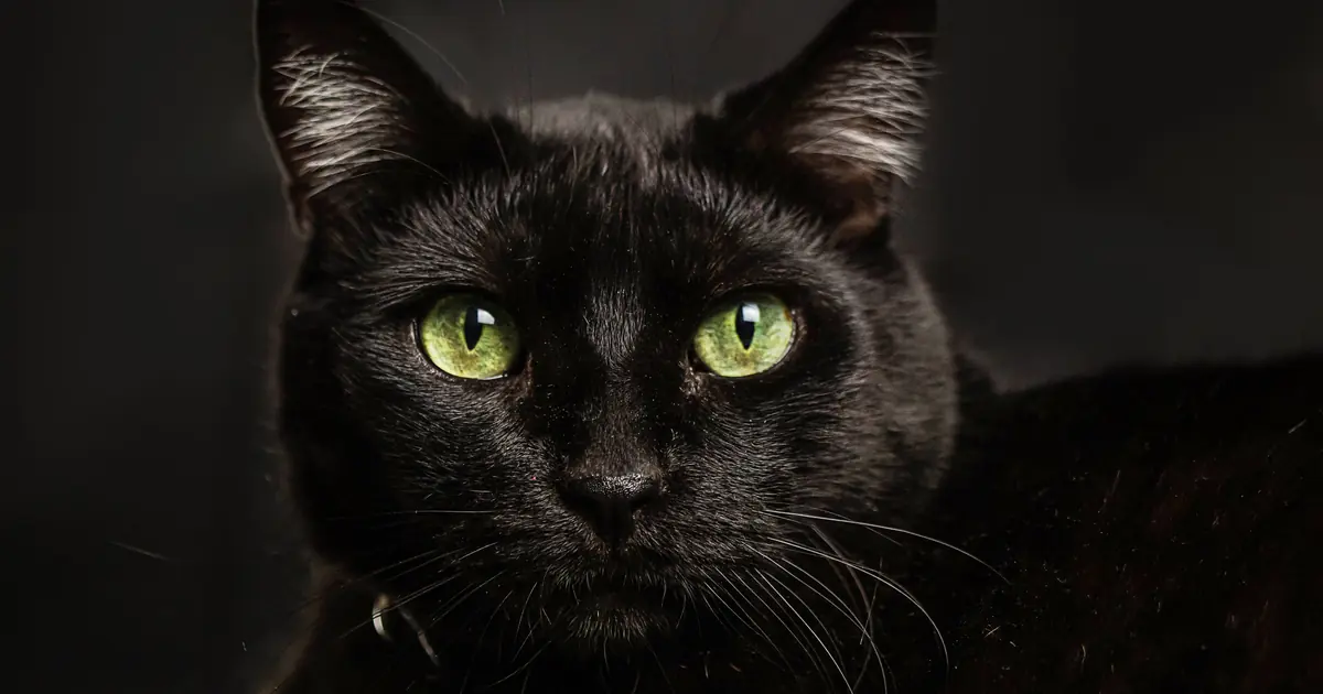 a black cat