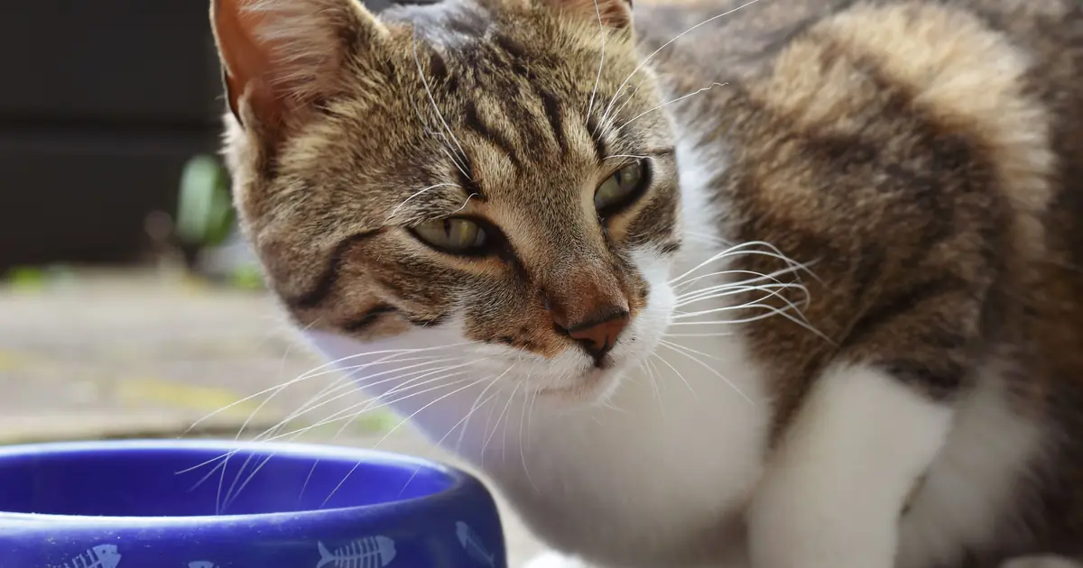 animal ingredients used in high meat cat food