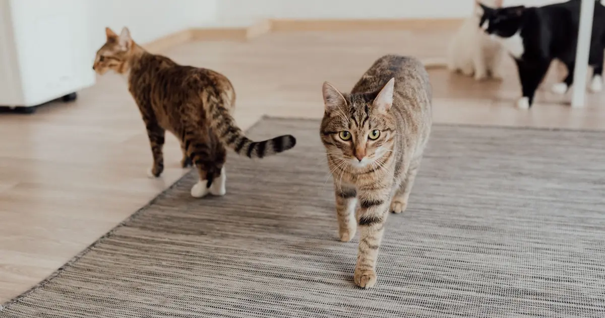 cat beside an automatic litter box