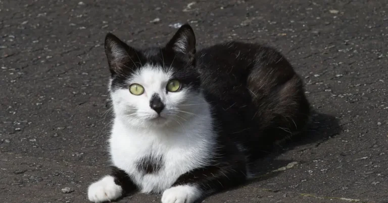 Black and white tuxedo cat sitting with a white chest and paws