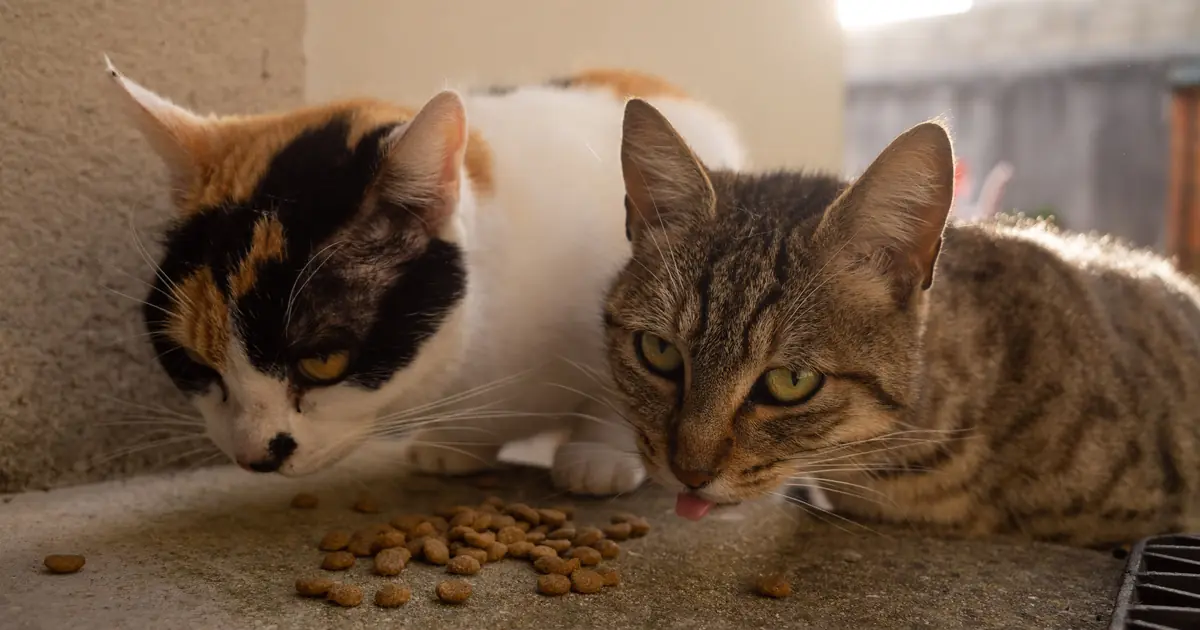 cat eating budget dry cat food