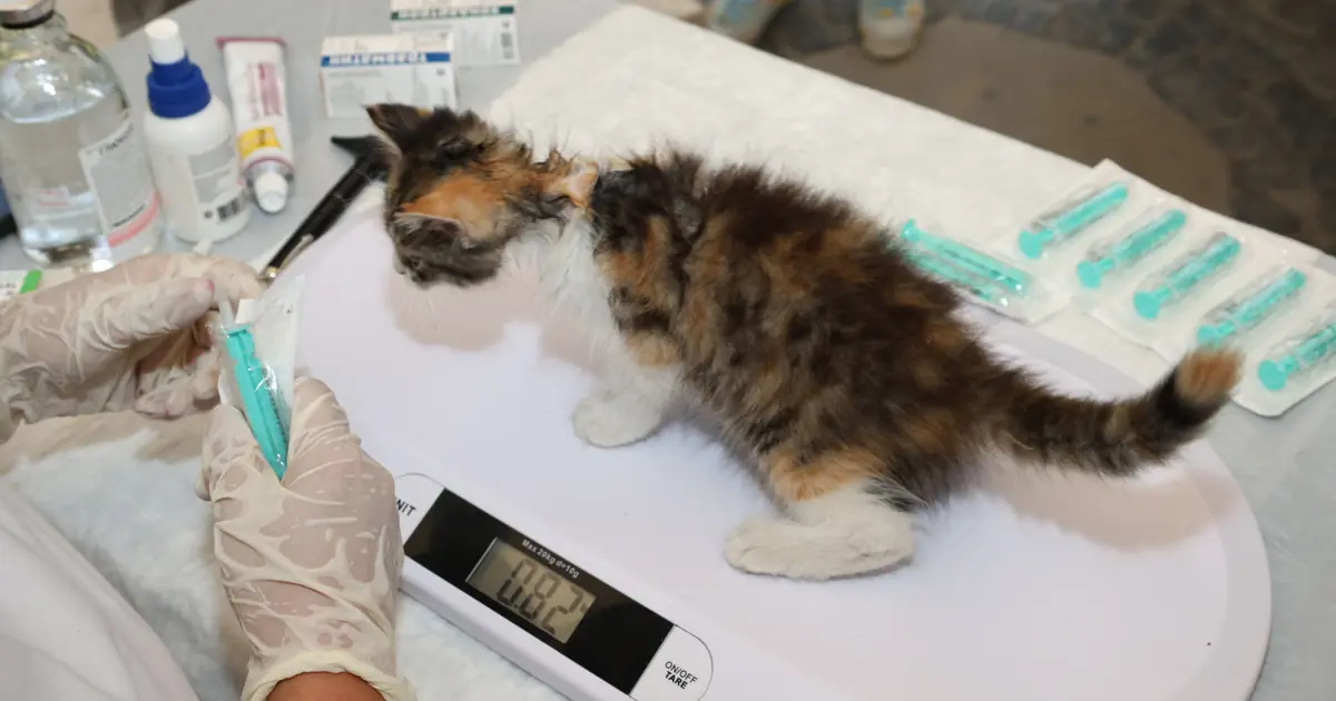 Vet checking a cat's skin and swelling to diagnose an abscess