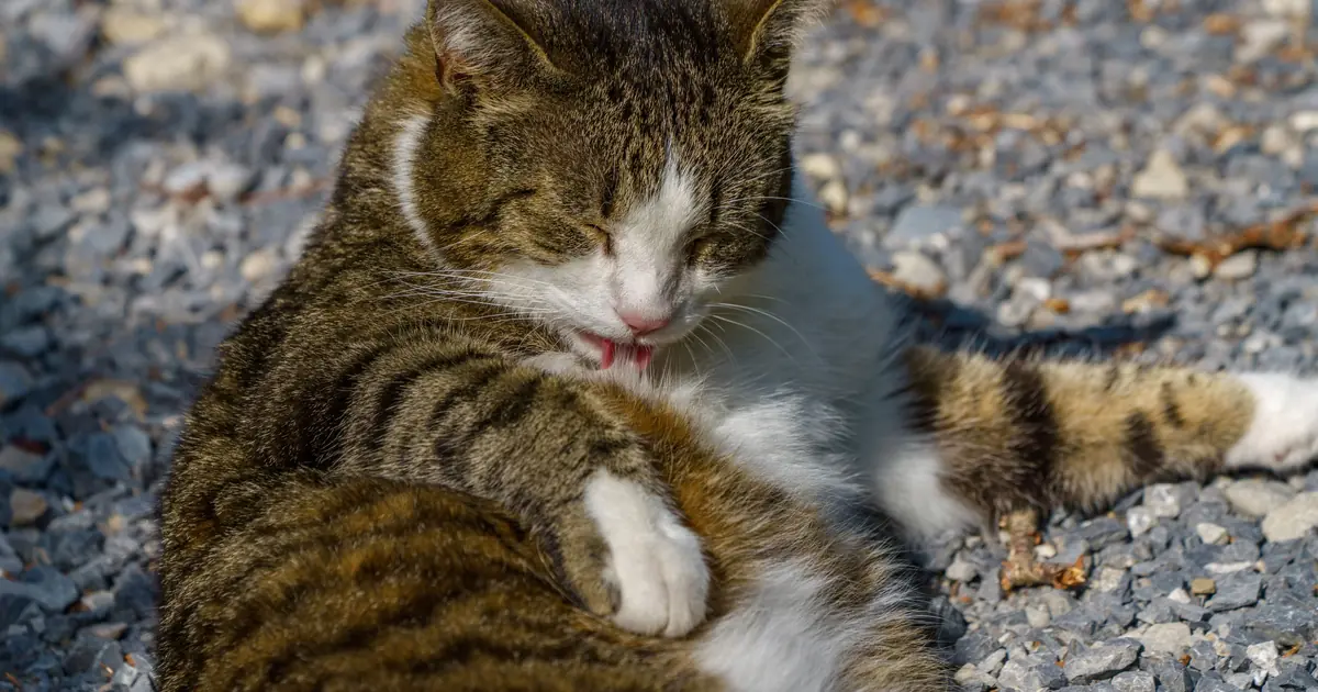 cat allergen exposure at home