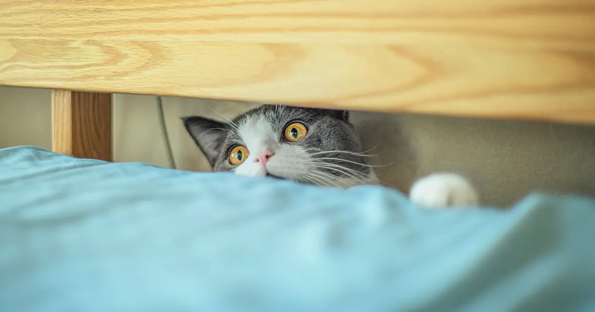Nervous cat hiding and peeking out, showing typical cat anxiety behavior before considering medication