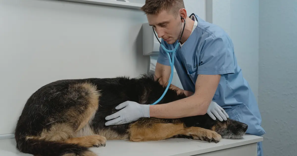 Vet using a stethoscope to check an asthmatic cat's breathing during an exam