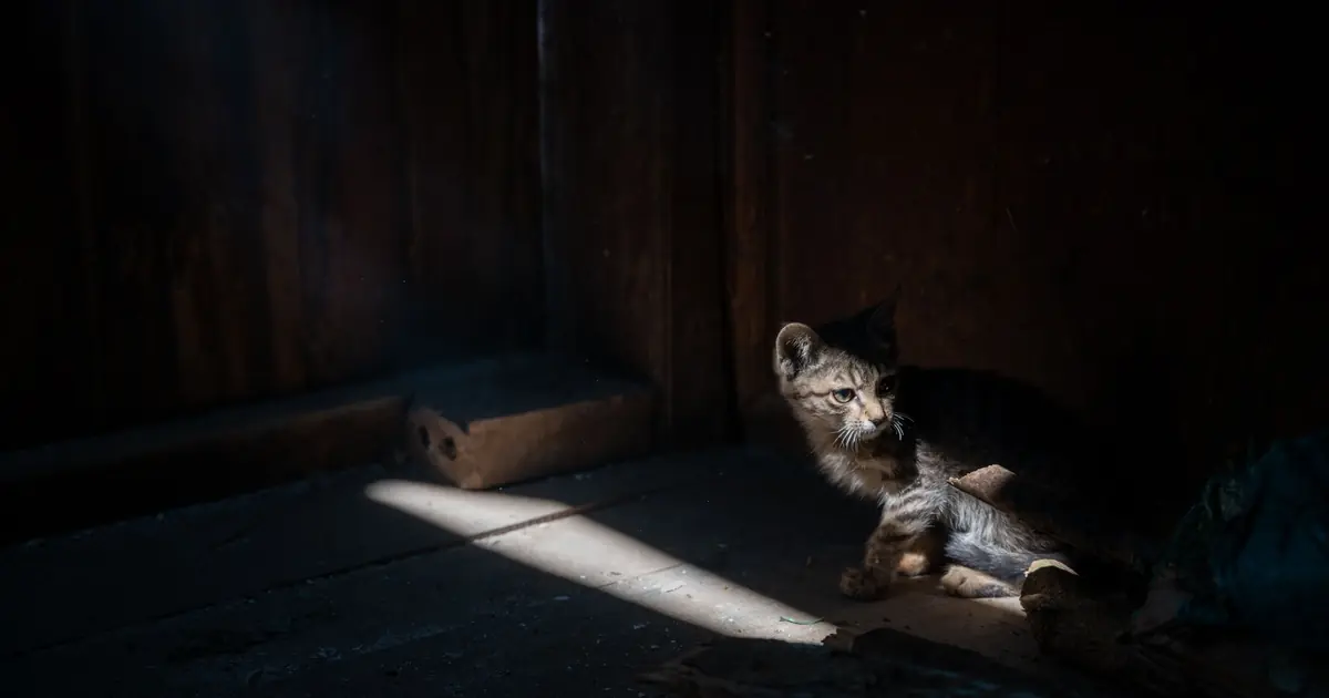 a cat exploring a dark room