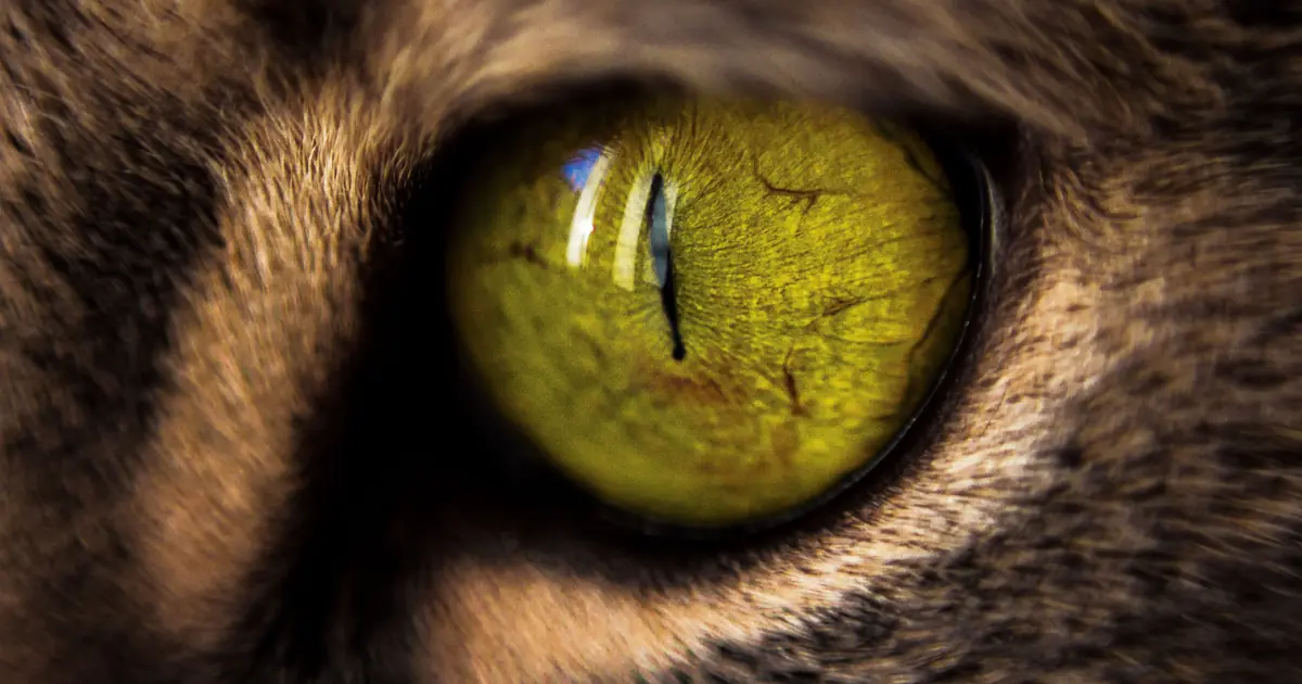 a close up of a cat eye and pupil