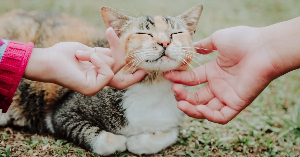 a cat rubbing its head on a person