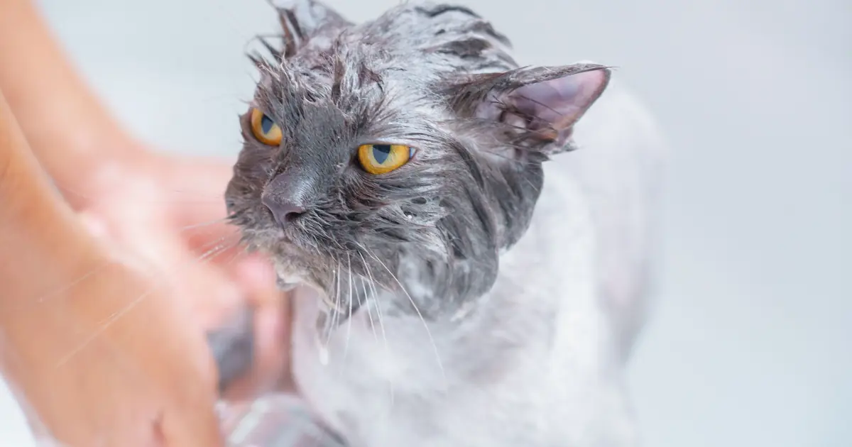 a cat inside a shower