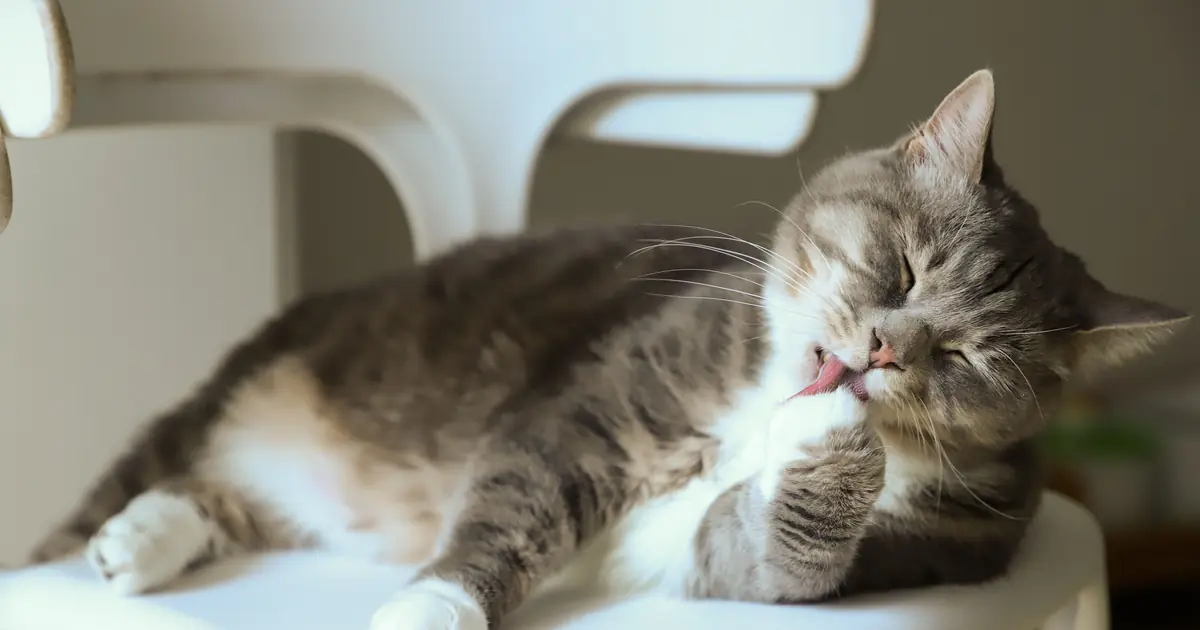 a cat with a paw over its face