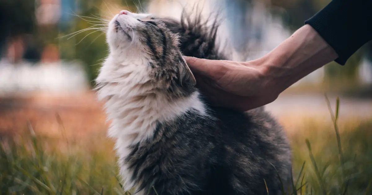 a cat purring content on a lap