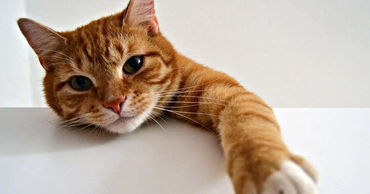 a cat reaching up a counter