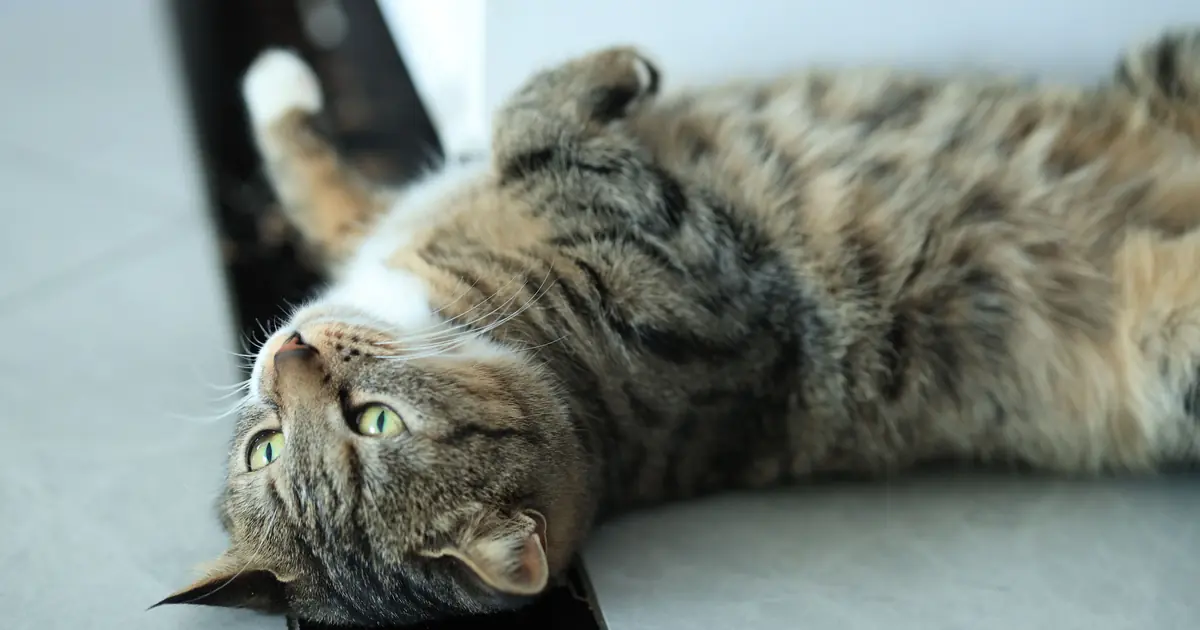 a cat lying on its back rolling