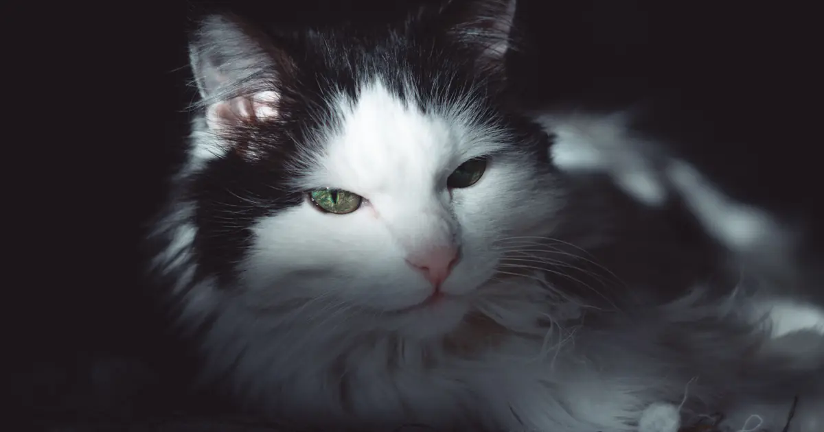 a cat with half closed eyes