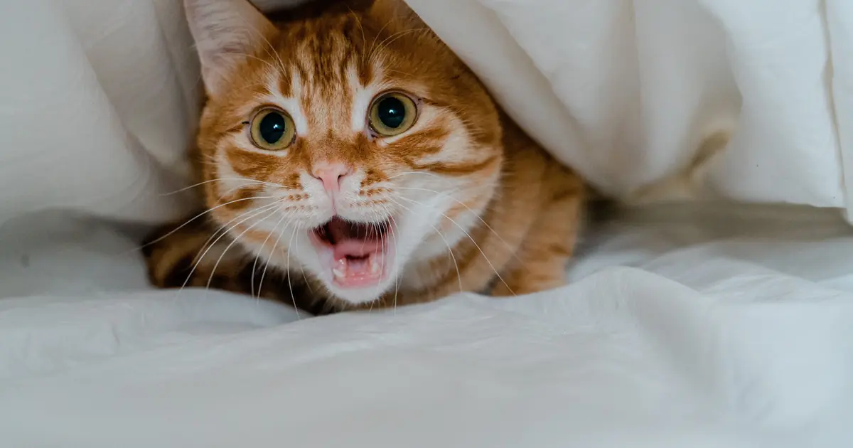 a cat under a blanket with a person